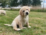 9 chiots Labradors LOF à réserver