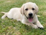 9 chiots Labradors LOF à réserver