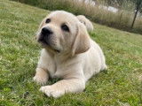 9 chiots Labradors LOF à réserver