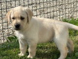 9 chiots Labradors LOF à réserver