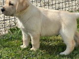 9 chiots Labradors LOF à réserver