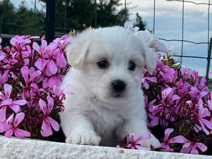 À réserver, 1 chiot femelle Coton de Tuléar LOF,