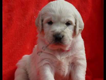 Chiots Golden Retriever LOF &agrave; vendre