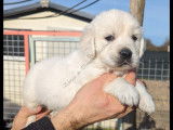 Chiots Golden Retriever LOF à vendre