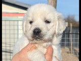 Chiots Golden Retriever LOF à vendre