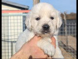 Chiots Golden Retriever LOF à vendre