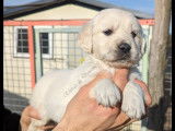 Chiots Golden Retriever LOF à vendre