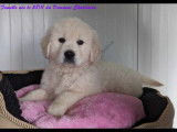 Chiots Golden Retriever LOF à vendre