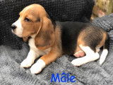 Mise à la vente de 5 chiots Beagles LOF