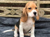 Mise à la vente de 5 chiots Beagles LOF