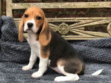 Mise à la vente de 5 chiots Beagles LOF