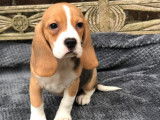 Mise à la vente de 5 chiots Beagles LOF