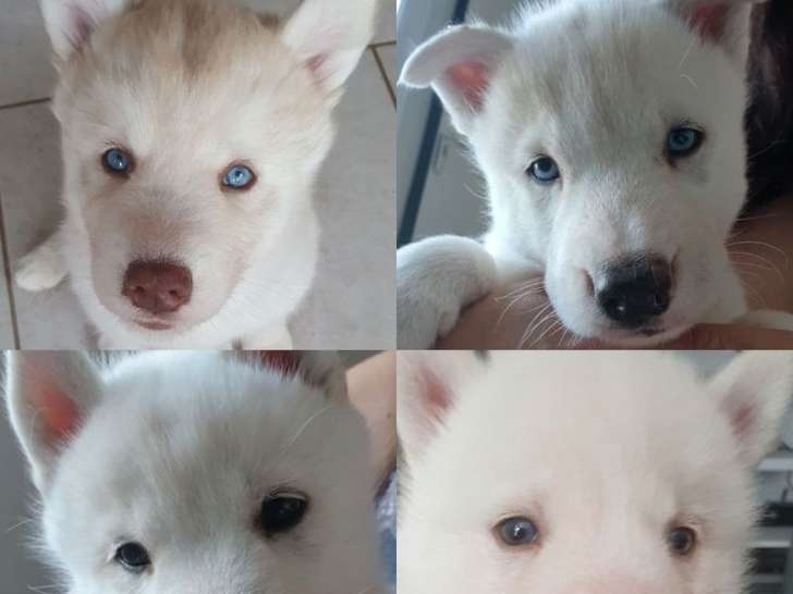 À réserver : trois chiots Huskies de Sibérie (LOF)