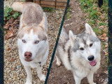 À vendre : deux  chiots mâles Huskies de Sibérie LOF