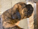 Des chiots Cane Corso disponibles à la réservation (LOF)