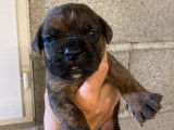 Des chiots Cane Corso disponibles à la réservation (LOF)