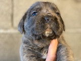 Des chiots Cane Corso disponibles à la réservation (LOF)