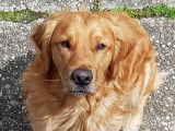Mâle Golden Retriever LOF disponible pour saillie