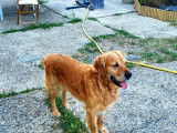 Mâle Golden Retriever LOF disponible pour saillie