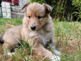 R&eacute;servation de chiots Colley femelles au pelage beige bring&eacute; et blanc (LOF)