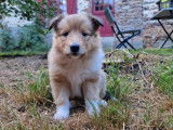 R&eacute;servation de chiots Colley femelles au pelage beige bring&eacute; et blanc (LOF)