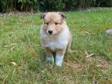 R&eacute;servation de chiots Colley femelles au pelage beige bring&eacute; et blanc (LOF)