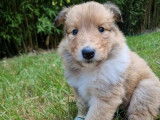 R&eacute;servation de chiots Colley femelles au pelage beige bring&eacute; et blanc (LOF)