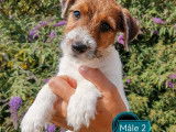 Vente de 3 chiots Jack Russells mâles au pelage blanc et feu (LOF)
