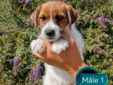 Vente de 3 chiots Jack Russells mâles au pelage blanc et feu (LOF)