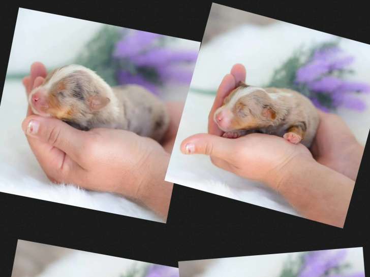 Chiots Berger Americain Miniature LOF à vendre