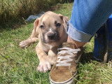 Chiots Bouledogue Am&eacute;ricain &agrave; vendre