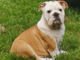 Chiots Bulldog Anglais avec pedigree LOSH