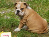 Chiots Bulldog Anglais avec pedigree LOSH