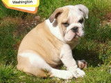 Chiots Bulldog Anglais avec pedigree LOSH
