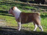Chiots Bulldog Anglais avec pedigree LOSH