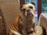 Chiots Bulldog Anglais avec pedigree LOSH