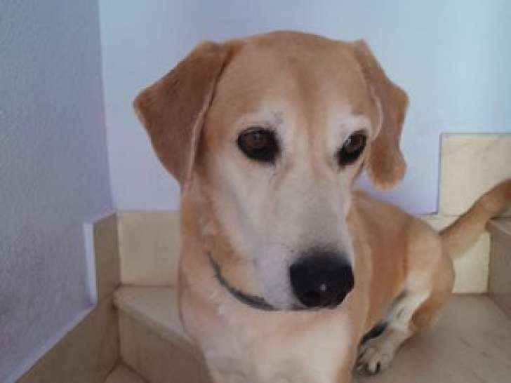 Chien de 8 ans à donner