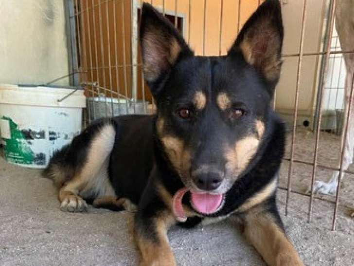 Chien noir et feu de 2 ans à adopter