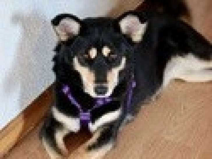Chienne de 3 ans à adopter
