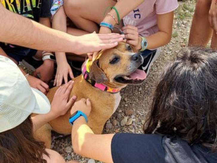 Chienne de 7 ans à adopter