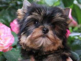Des chiots Yorkshire Terriers LOF à réserver