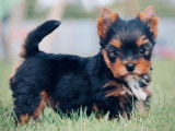 Des chiots Yorkshire Terriers LOF à réserver