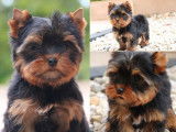 Des chiots Yorkshire Terriers LOF à réserver