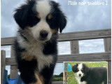 Des chiots Bergers Américains Miniatures LOF disponibles tout de suite