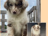 Des chiots Bergers Américains Miniatures LOF disponibles tout de suite
