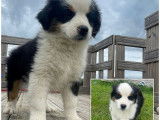 Des chiots Bergers Américains Miniatures LOF disponibles tout de suite