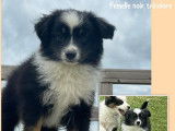 Des chiots Bergers Américains Miniatures LOF disponibles tout de suite