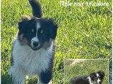 Des chiots Bergers Américains Miniatures LOF disponibles tout de suite