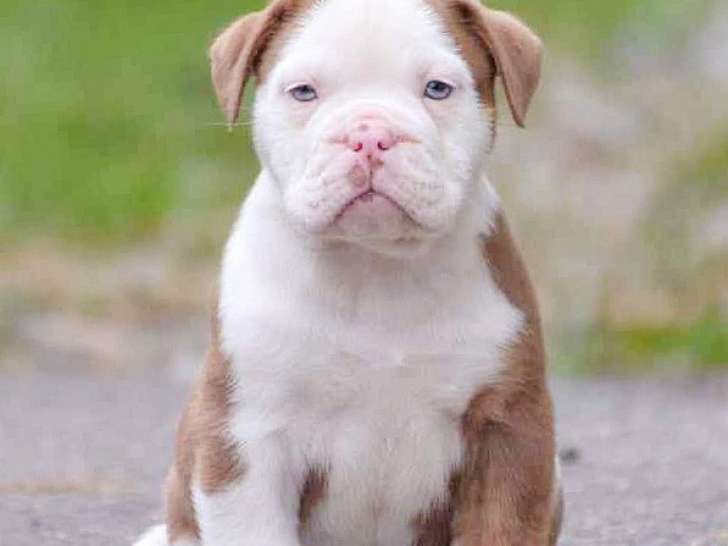 Chiots Olde English Bulldog à vendre