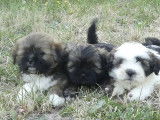 Disponibles 4 chiots mâles Lhassa Apso LOF